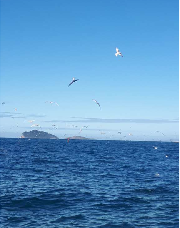 pescaria embarcada anchova florianopolis - Pescaria embarcada em Florianópolis